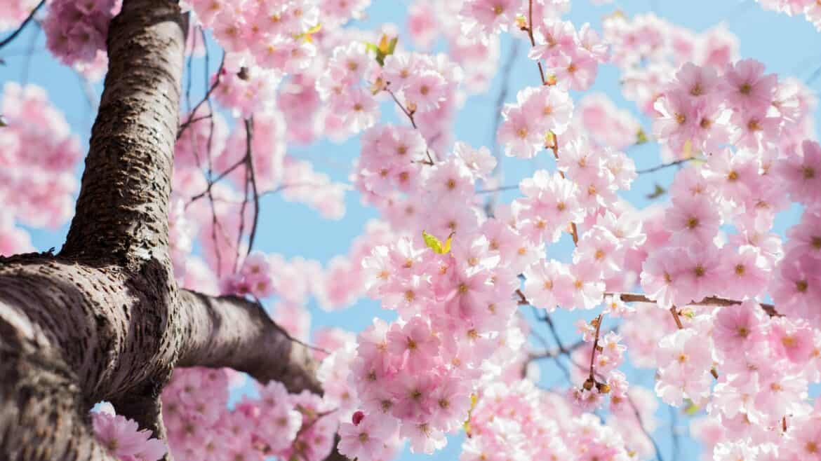 printemps1